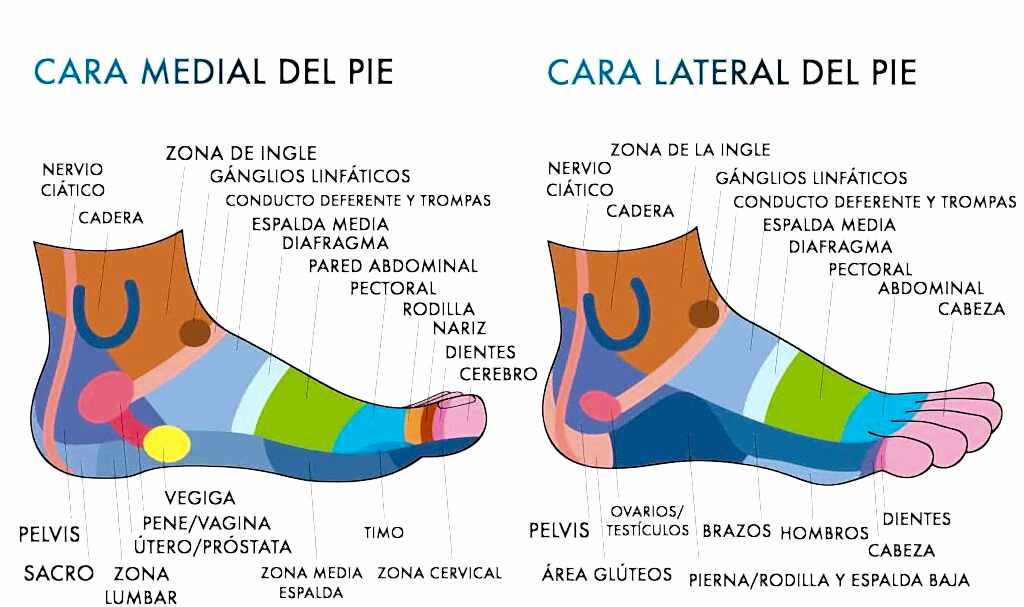 ¿En qué consiste la Reflexología? 9 Reflexologia